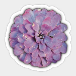 Purple Flower on the Edge of Decay - Photograph Art - Digital Image Cut-out into a fun graphic perfect for stickers, notebooks, greeting cards, pillows and more Sticker